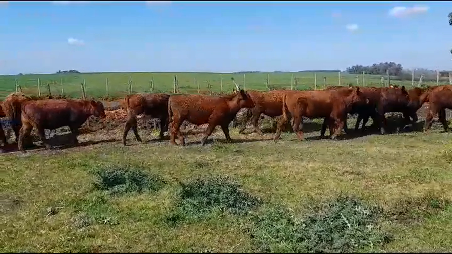 Lote (Vendido)11 Novillos 1 a 2 años ANGUS a remate en #37 Pantalla Carmelo 300kg -  en AGRACIADA