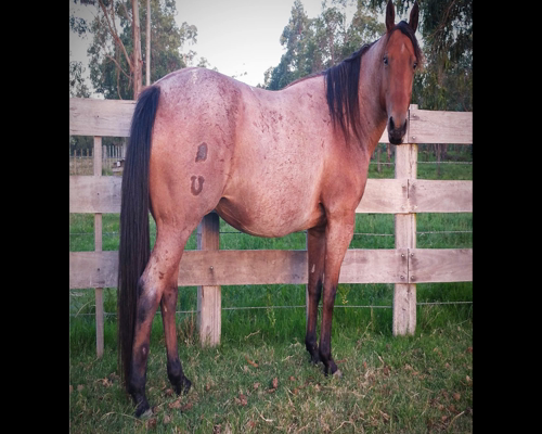 Lote BELLA LUNA DEL PUENTE BLANCO