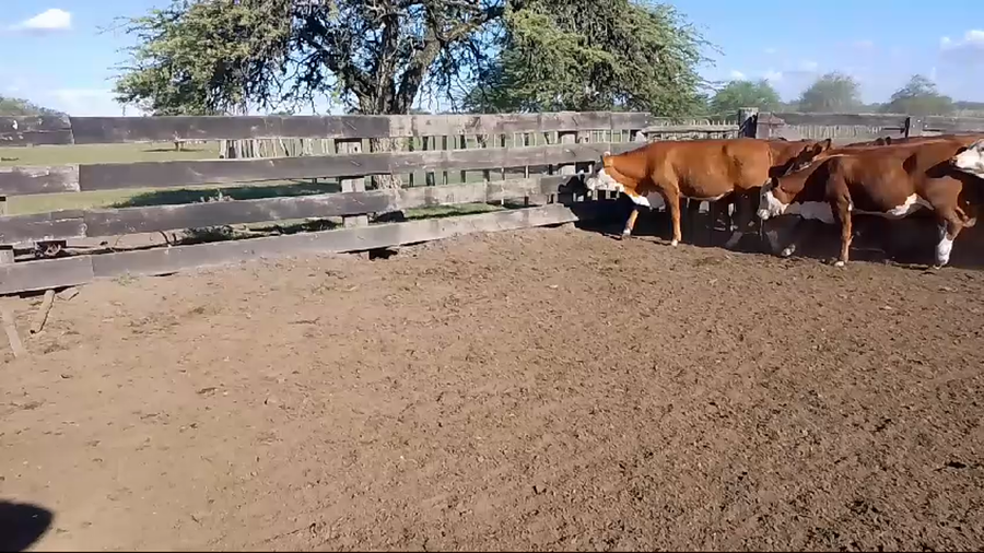 Lote 100 Terneros
