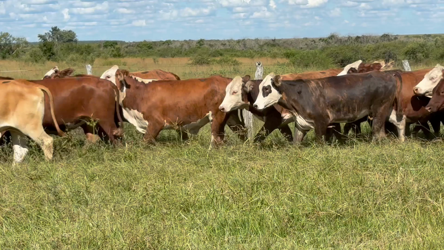 Lote 80 Vaquillonas P/ Servicio  en Corrientes, Mercedes