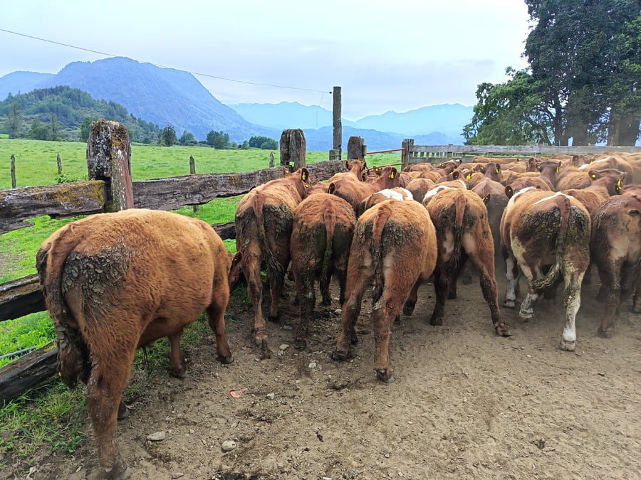 Lote 50 Novillo Engorda en Futrono, XIV Región Los Ríos