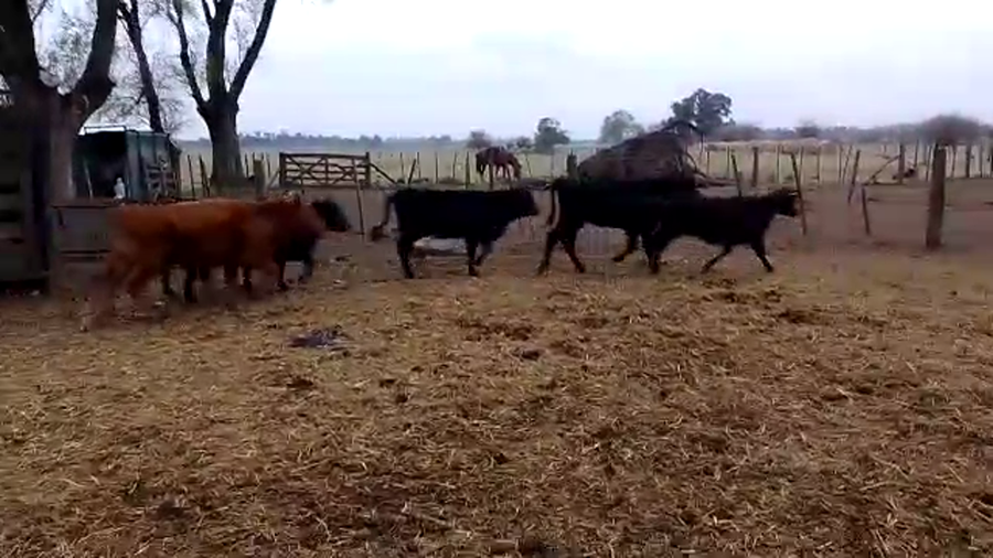 Lote 35 Terneras en Cañuelas, Buenos Aires