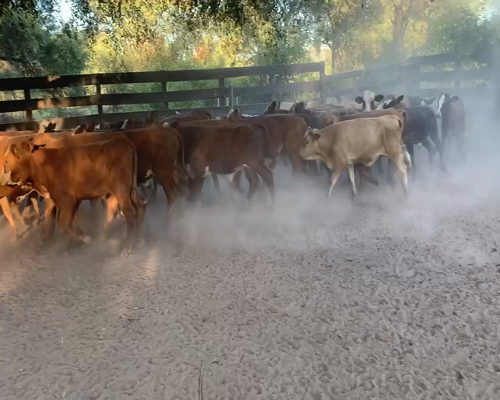 Lote 106 Terneros/as en Juan José Castelli, Chaco