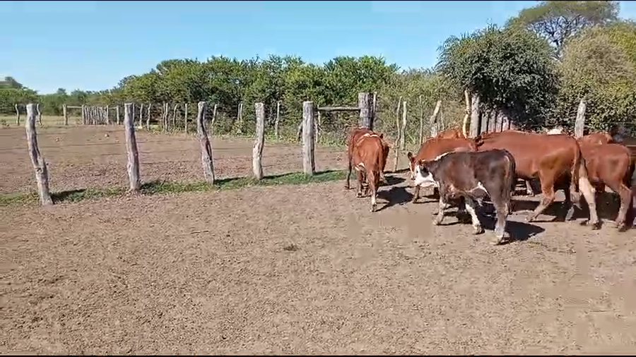 Lote 76 Terneros