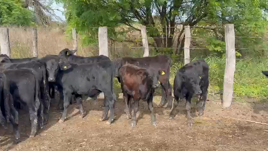 Lote 130 Terneros/as