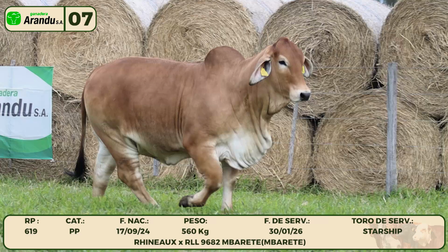 Lote LOTE 7