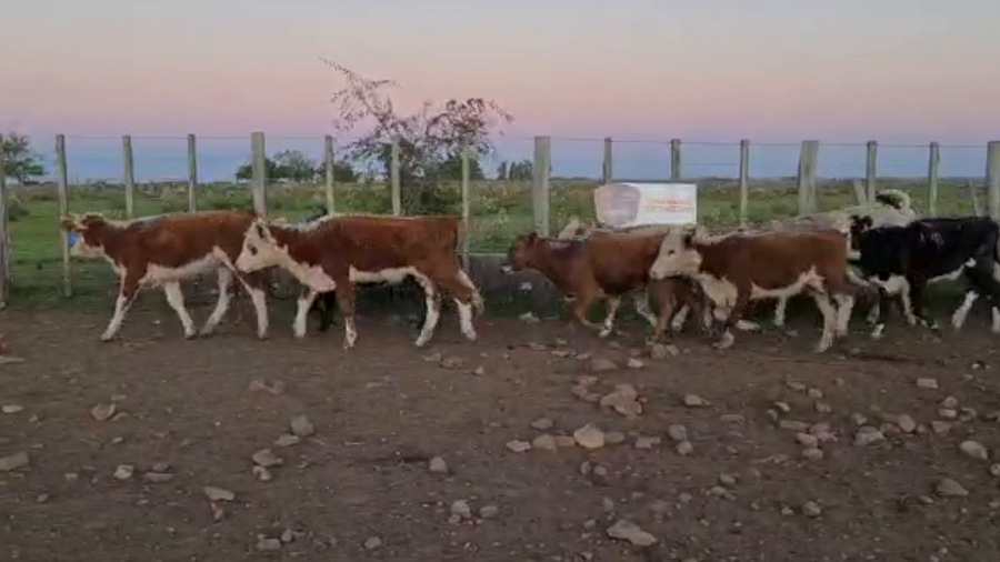 Lote 149 Terneras Cruza Carnicera a remate en PARADA DEL TERNERO 150kg -  en Parada fariña