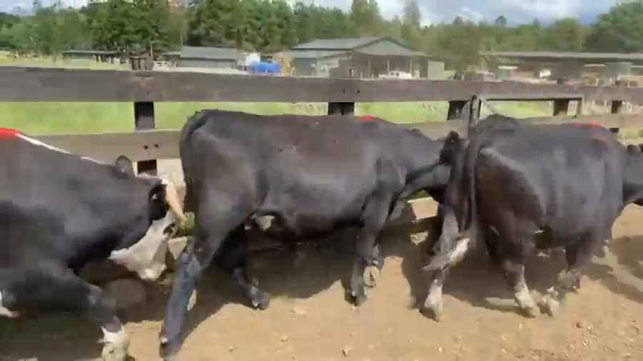 Lote 24 Novillo Gordo en Los Lagos, XIV Región Los Ríos