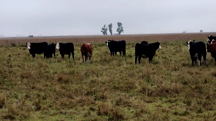 Lote 40 Novillitos y vaquillonas en Olavarría