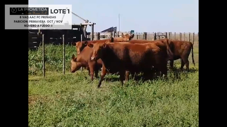 Lote "LA PROMETIDA DE SANTA YVONE" 8 Vaq AAC PC preñadas