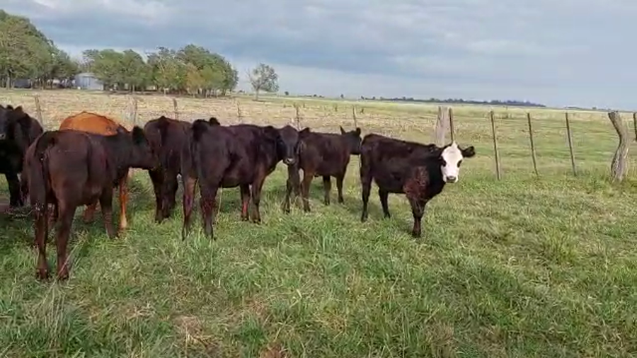 Lote 12 Terneras en Buenos Aires, Carlos Tejedor