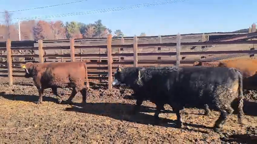 Lote 20 Vaquilla Gorda en Los Ángeles, VIII Región Biobío
