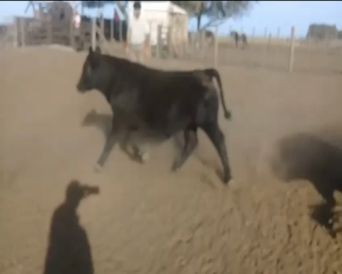 Lote 22 Terneros en Laprida, Buenos Aires