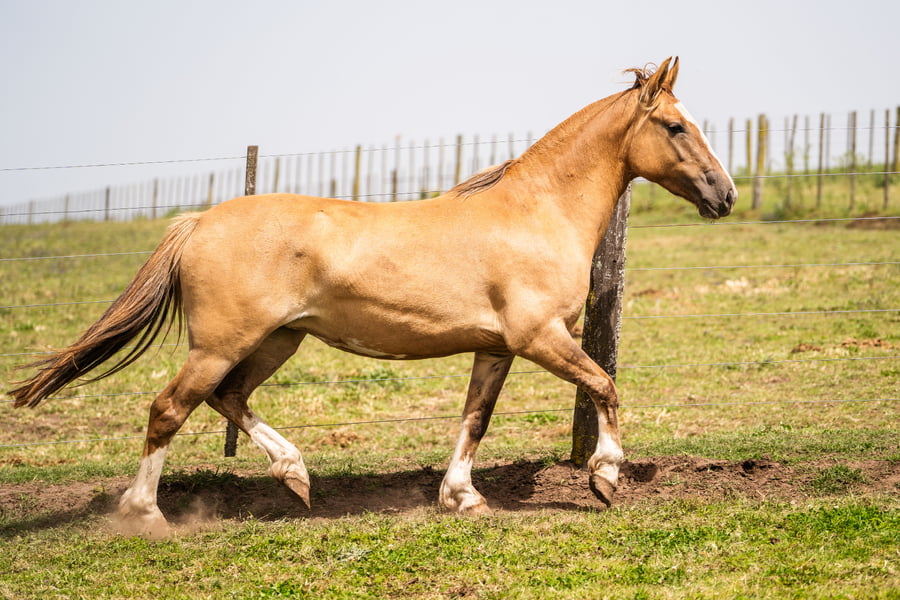 Lote MANOSANTA PERLA