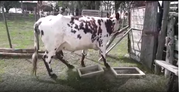 Lote 1 Vaca en San José