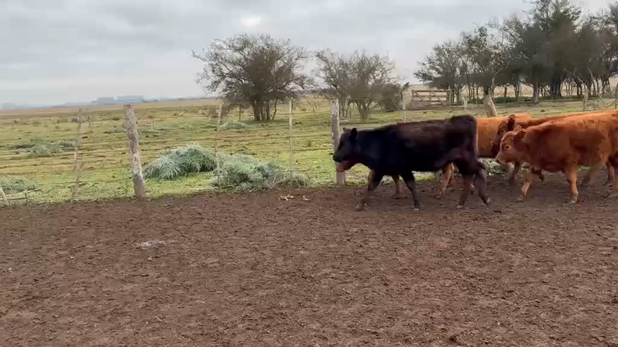 Lote 57 Terneros
