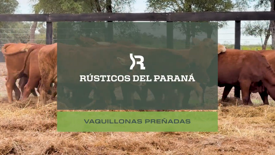 Lote VAQ. PREÑADAS GENERALES
