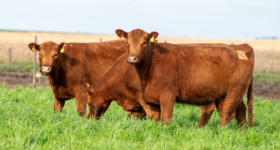 Lote VAQUILLONAS MAS