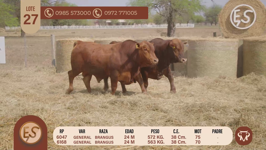 Lote TOROS BRANGUS 24 MESES