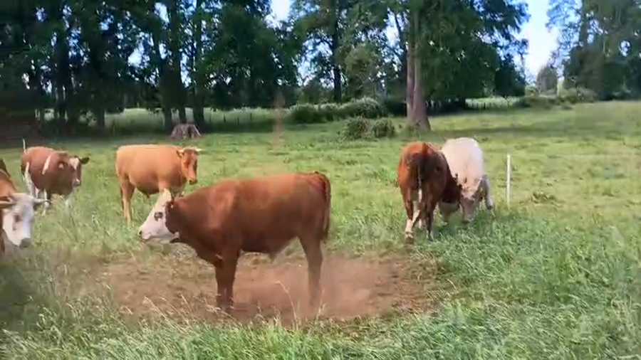 Lote 52 Novillo Engorda en Purranque, X Región Los Lagos