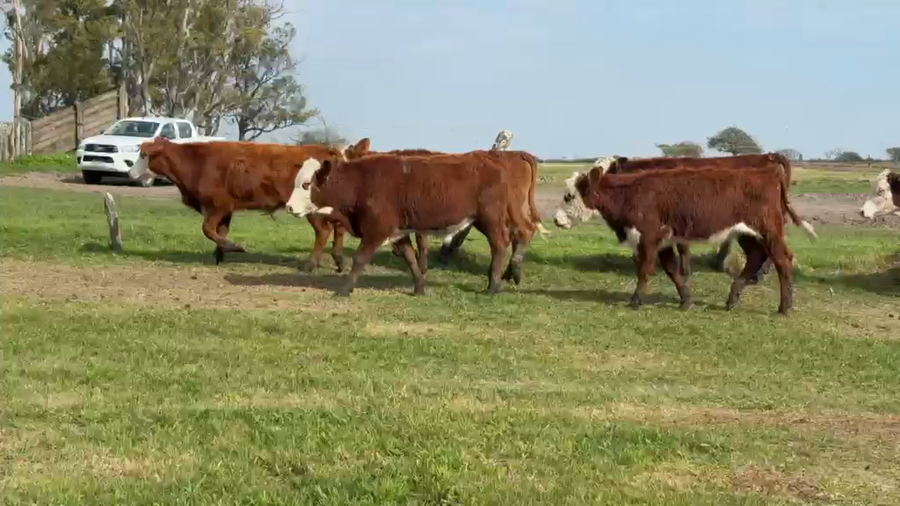 Lote 490 Terneros