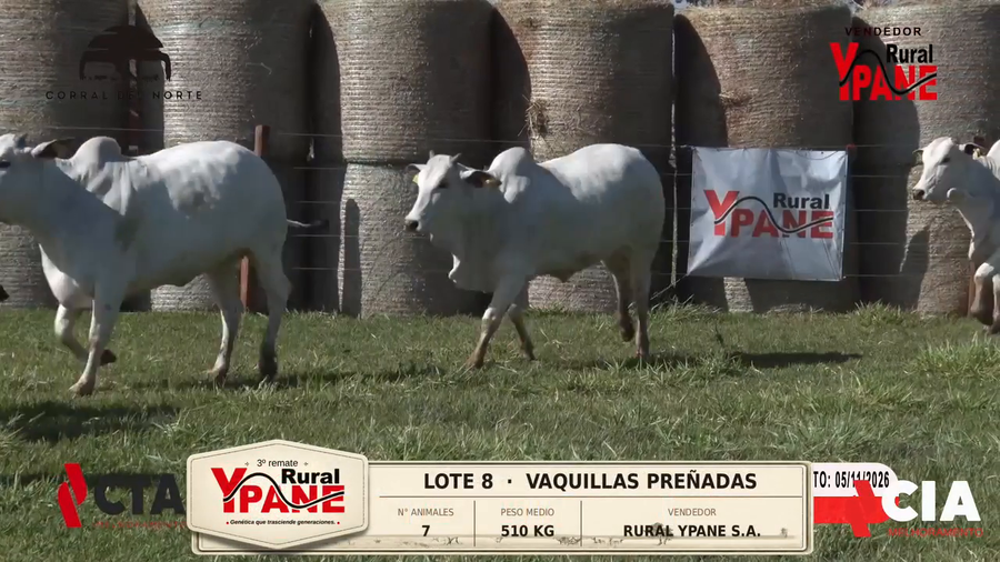 Lote Lote 8