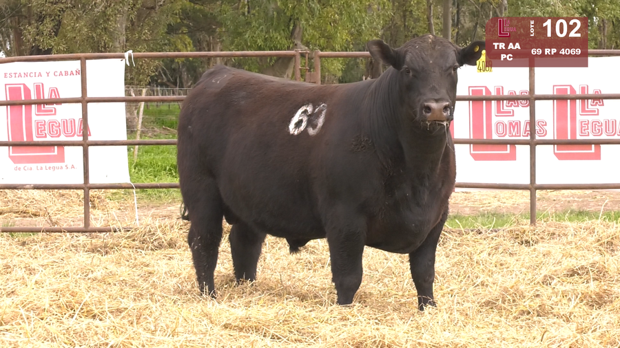 Lote TOROS ANGUS NEGROS  PC