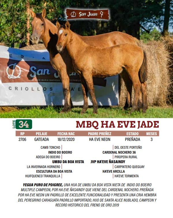Lote LOTE 34