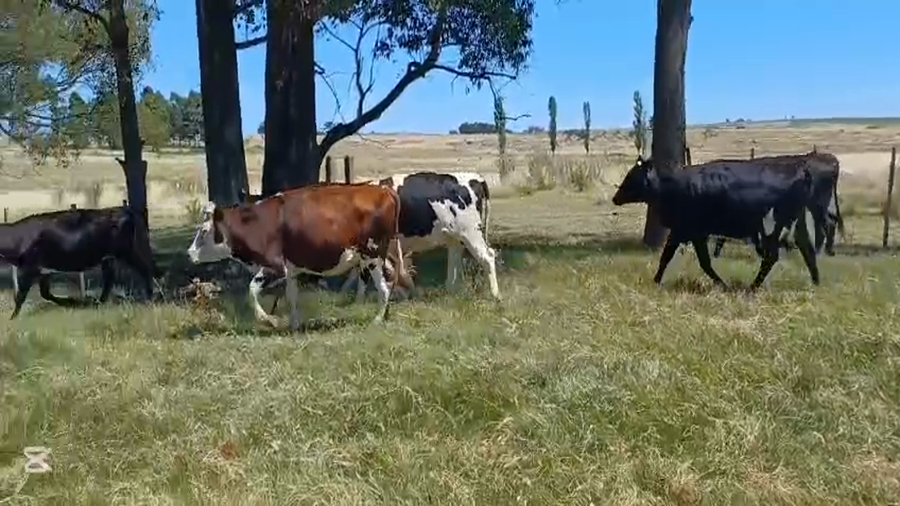 Lote VAQUILLONAS 1 A 2 AÑOS