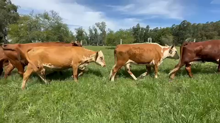 Lote 36 Vacas de invernar en Goya, Corrientes