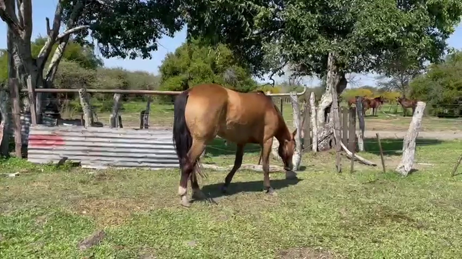 Lote 1 Yeguas Montadas