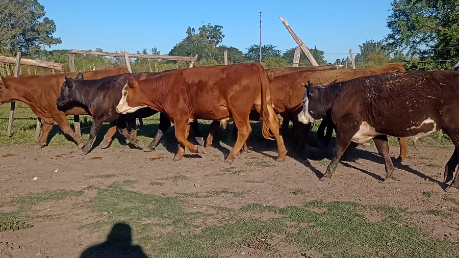 Lote 8 Novillitos y vaquillonas en Corrientes, Curuzu Cuatia