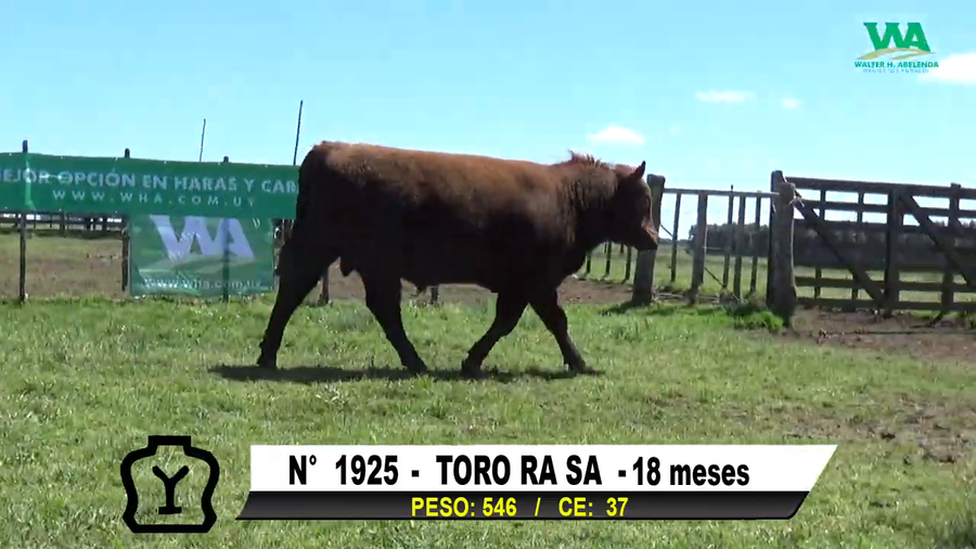 Lote TORO Nº 1925