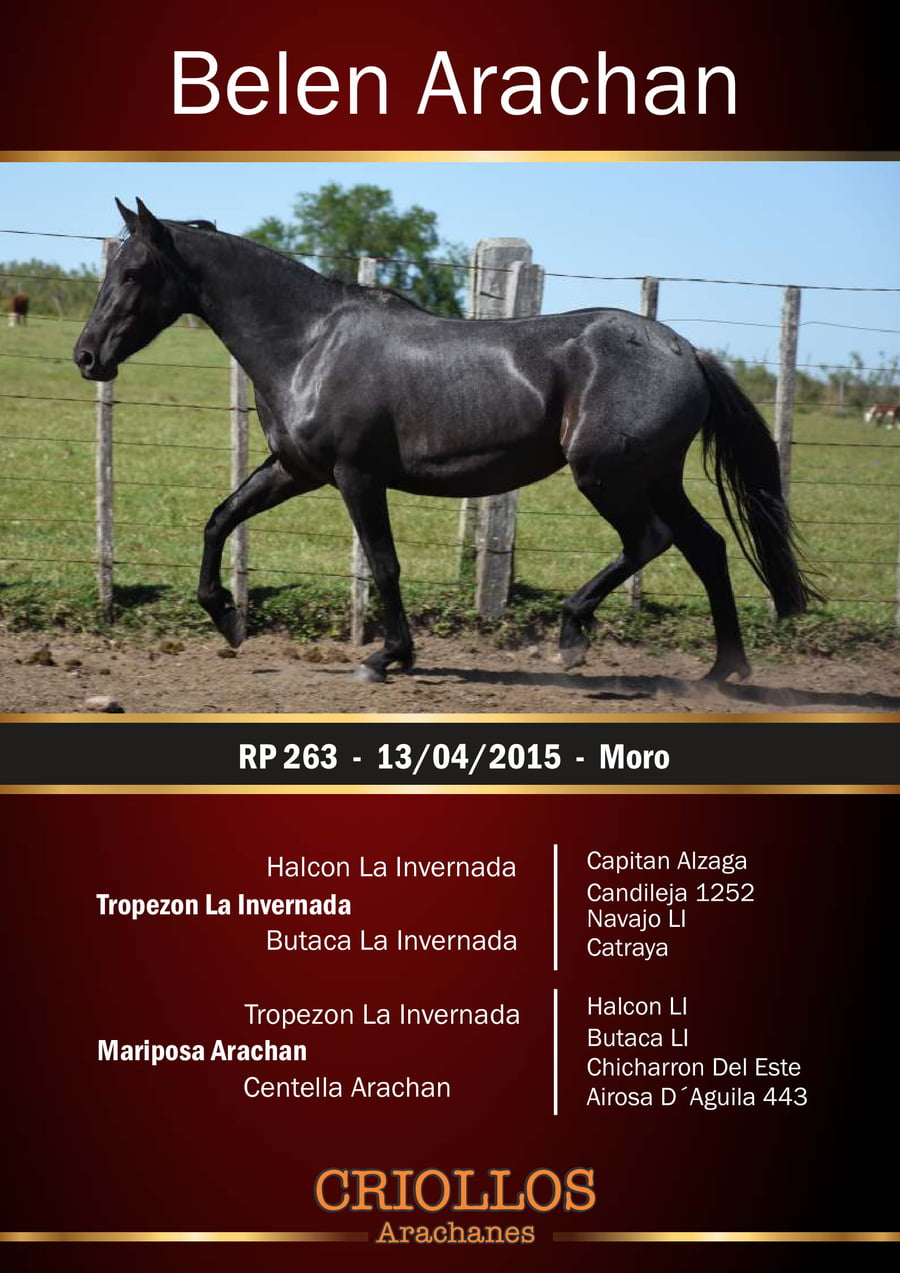 Lote Belén Arachán - RP 263