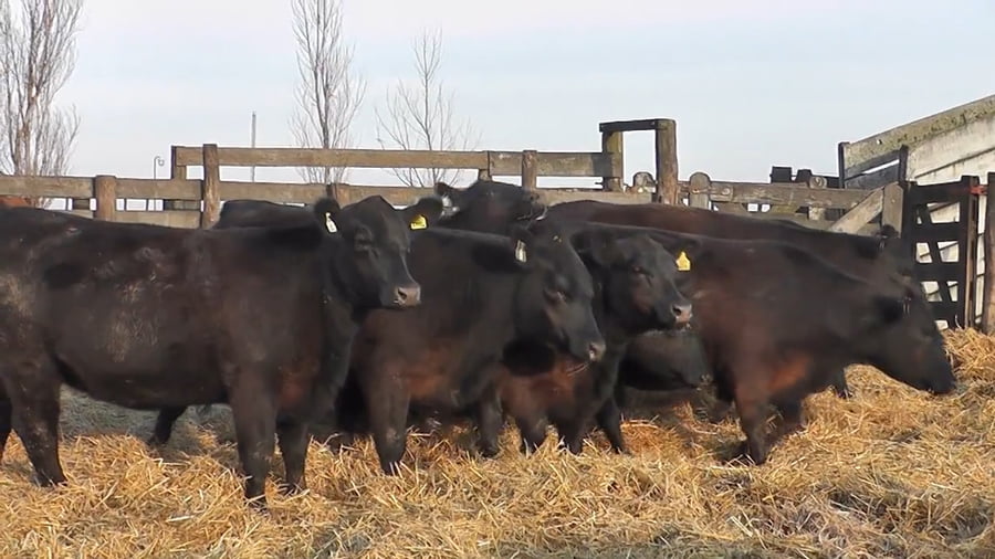 Lote ""SAN BAUTISTA DEL SUR"" VAQUILLONAS MADRES ANGUS SELECCIONADAS CON GARANTÍA DE PREÑEZ""