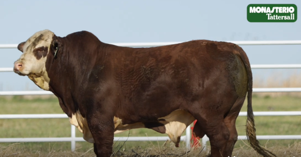 Lote TOROS GENERALES, CONTROLADOS Y REGISTRADOS