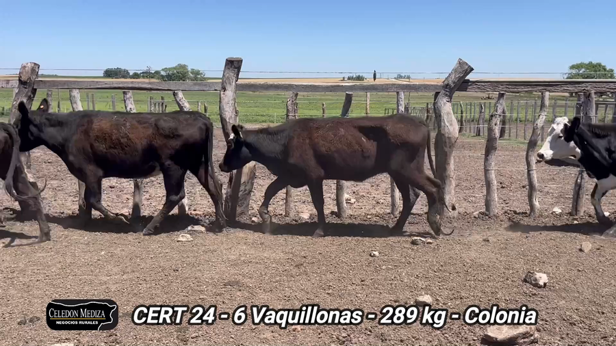 Lote 6 Vaquillonas 1 a 2 años en La Horqueta, Colonia