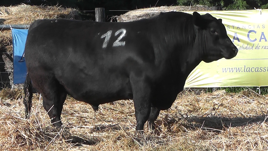 Lote TOROS ANGUS PURO CONTROLADO