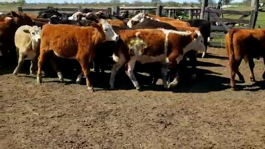 Lote 50 Terneros/as en María Grande, Entre Ríos