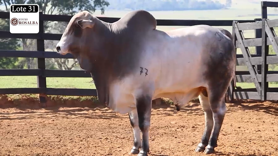 Lote LOTE 31