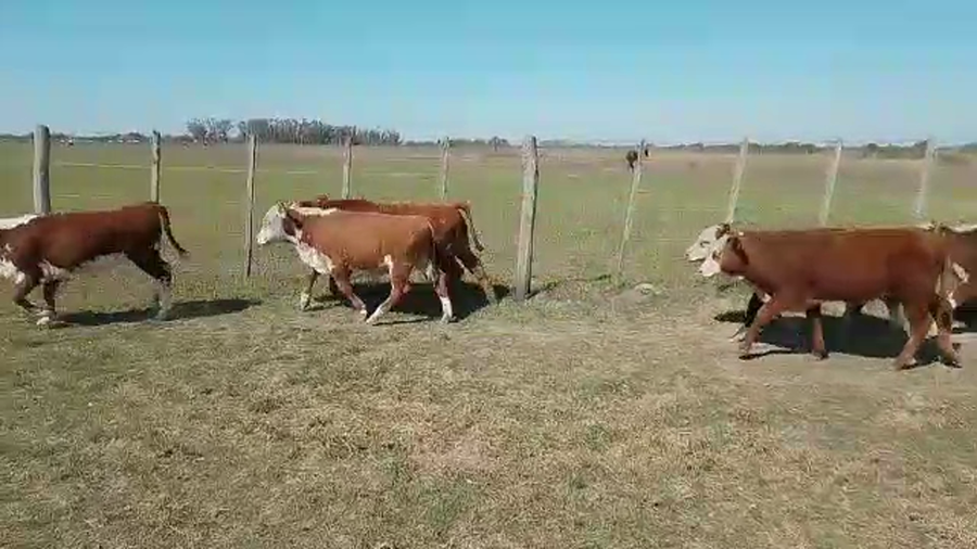 Lote 18 Terneros/as Braford en Cayastacito, Santa Fe