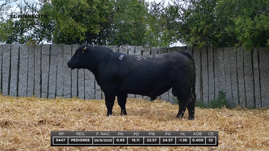 Lote ABERDEEN ANGUS P.I.