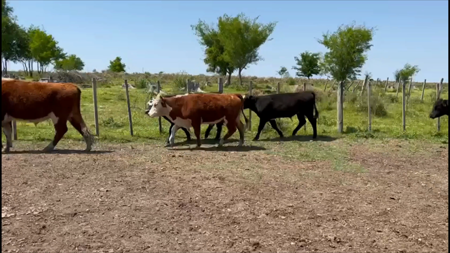 Lote 39 Novillos 1 a 2 años en Termas del Arapey, Salto