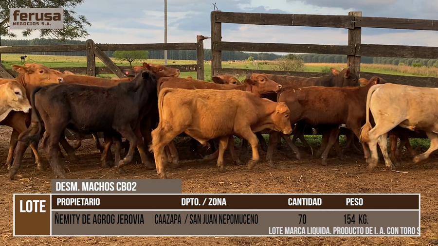 Lote LOTE 1 -  70 DESMAMANTES MACHOS CBO 2