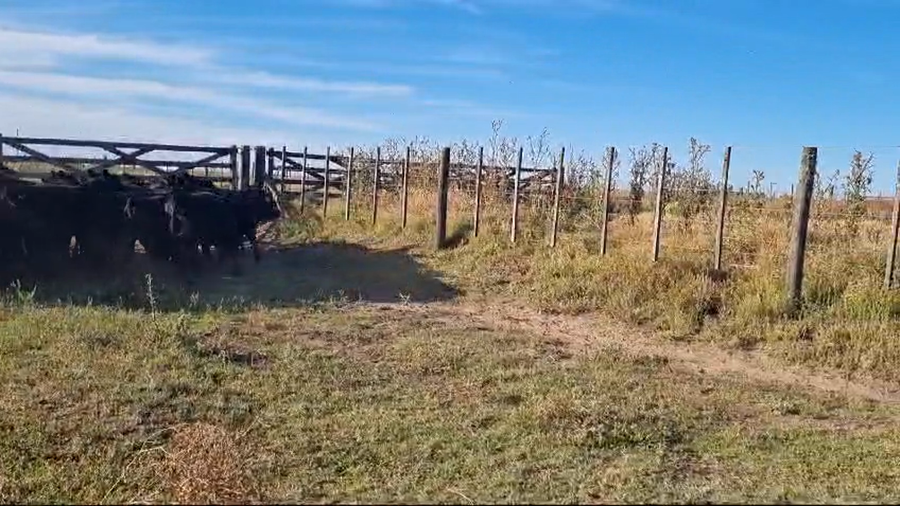 Lote 76 Terneros/as en Tres Arroyos