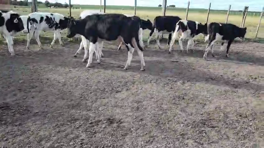 Lote 20 Terneros a remate en Pantalla Aniversario - Escritorio Camy, San José