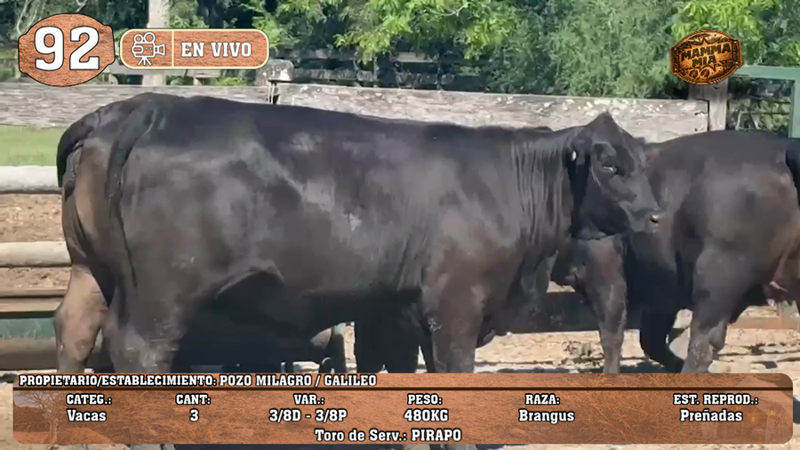 Lote LOTE 92 -EN VIVO