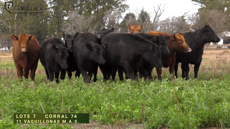 Lote VAQUILLONA M.A.S.