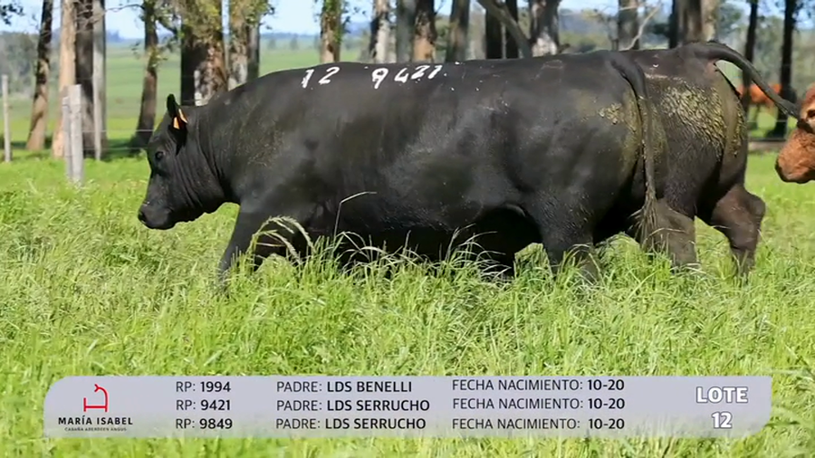 Lote 3 Toros SA a remate en Maria Isabel - Otto Fernandez, Artigas