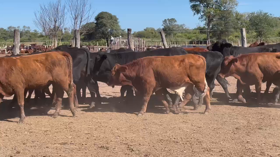 Lote 95 Novillitos en Ibarreta, Formosa